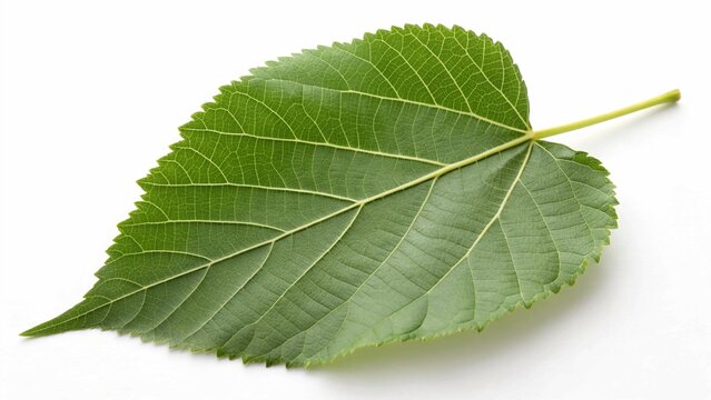 linden leaf on white background