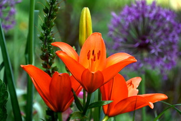 Orange flowers of lillium in garden. Beautiful plants of lilly.