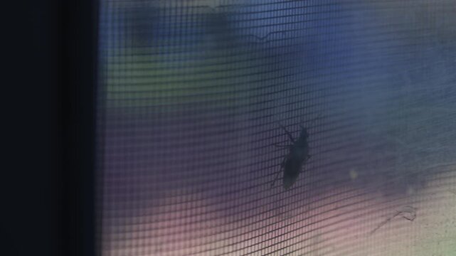 Cinematic panning shot across a window screen with a small insect trapped on the mesh.