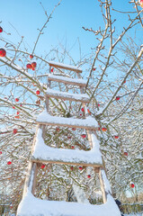 A ladder leaning against an apple tree on a sunny winter day.