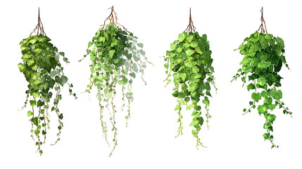 Four Hanging Green Heart- Shaped Leaf Plants hanging plant