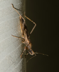 Assassin bug Oncocephalus sp.
