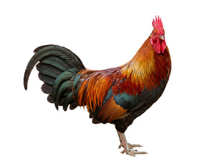 Fototapeta premium Colorful rooster standing, side view, isolated on transparent background