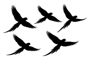 Obraz premium Silhouette birds flying: elegant parrots in various flight poses