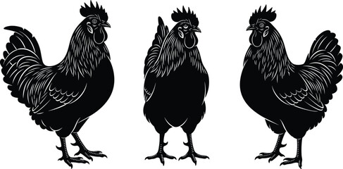 Set of three black rooster silhouettes in woodcut style, featuring hand-drawn farm poultry icons, chicken vector illustrations isolated on a white background © MDRAZIURRAHMAN