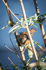 Hedge Sparrow in a bush