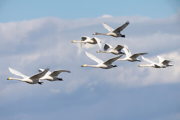 青空を優雅に飛ぶ白鳥