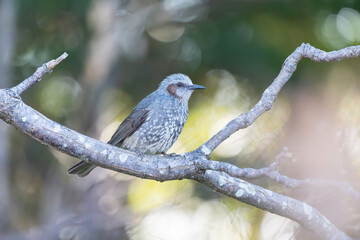 木の枝に止まるヒヨドリ