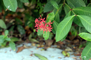 Vibrant red flower amidst lush green leaves