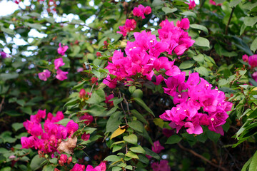 Fototapeta premium Vibrant pink flowers blooming on a lush green bush