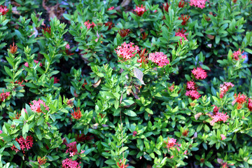 Vibrant red flowers blooming amidst lush green foliage