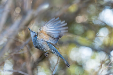 センダンの実を食べるヒヨドリ