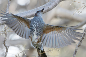 センダンの実を食べるヒヨドリ