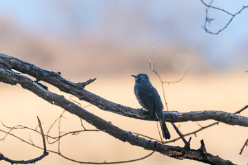 木の枝に止まるヒヨドリ
