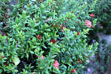 Vibrant green shrub with delicate pink blooms