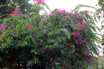 Vibrant bougainvillea bush in full bloom