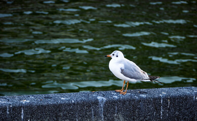 水辺に佇む、愛らしいカモメの休息