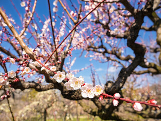 春の陽光！青空に咲き誇る美しい梅