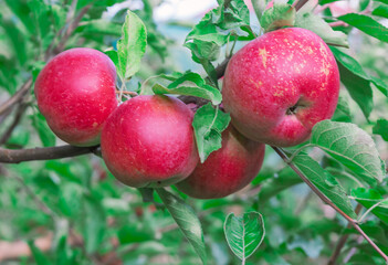 Obraz premium Ripe crimson apples still attached to branch, surrounded by vibrant green foliage. Apples developing on apple tree, showing natural speckling on the skin against a blurred, leafy background