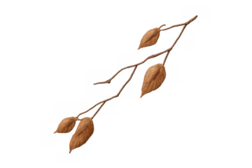 Dry autumn leaves with twigs on a bare tree branch, representing seasonal changes and the fall atmosphere