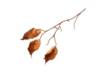 Dry autumn branch with withered leaves presenting seasonal change and natural decay on transparent background