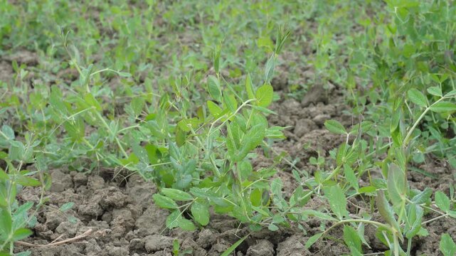 Young pea plants emerging in neat field rows