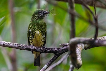 A colorful bird is gathering straw to build its nest.