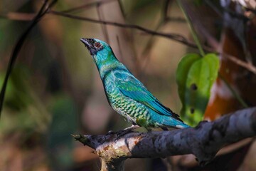 A colorful bird sits on a tree branch, stretching its neck to look for any potential threats.