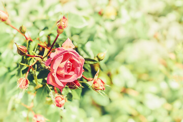 Red rose of the black magic family on a sunny shiny green day