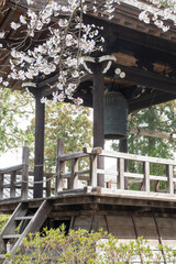 満開の桜とお寺の鐘楼
