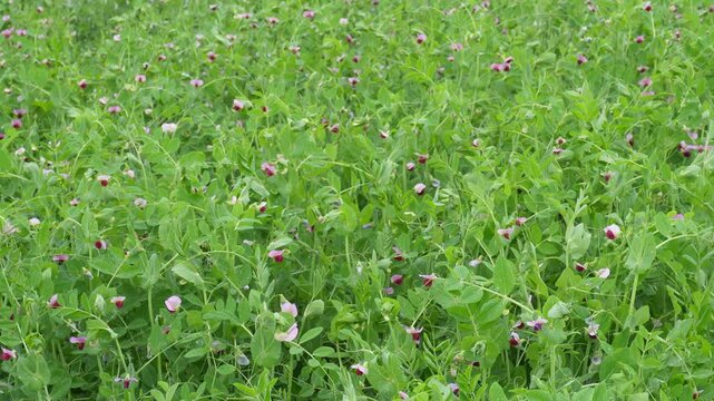 Flowering pea plants blooming vibrantly across lush field rows