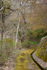 桜が咲く苔むした日本の古道
