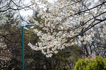 春の公園の満開のコブシ
