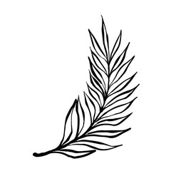 Fototapeta premium Vector line illustration of tropical palm leaf branch isolated on white background, clean botanical graphic ideal for logos, prints, packaging, posters and modern minimalist design projects.