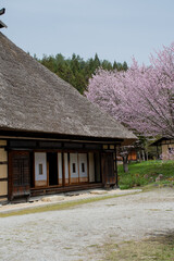 満開のサクラと日本の萱葺き屋根の農家

