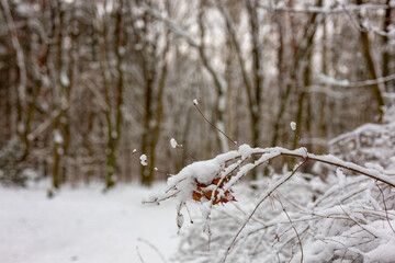 Mit Schnee bedeckter Ast.