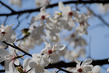 春に咲くコブシの花のアップ
