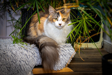 Bunte Maine Coon Katze liegt versteckt unter Zimmerpflanzen.