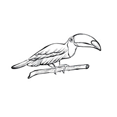 Obraz premium Minimalist vector line illustration of toucan bird sitting on branch, isolated on white background, clean tropical wildlife graphic ideal for logos, icons, posters, prints and modern design projects.
