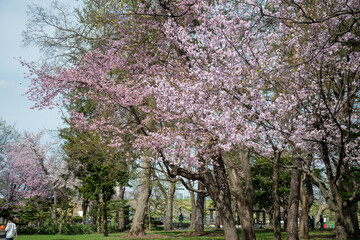 春の公園の満開のサクラ
