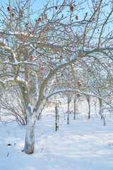 Apple orchard on a sunny winter day.