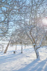 Apple orchard on a sunny winter day.