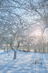 Apple orchard on a sunny winter day.
