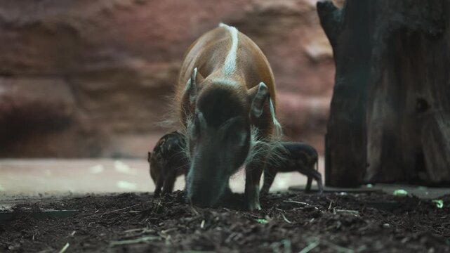 Red river hog with its striped piglet foraging in a natural enclosure.