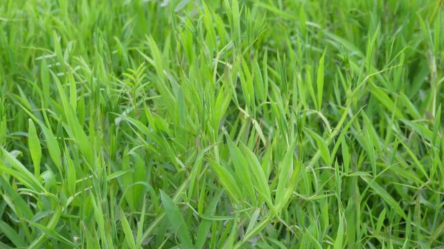 Dense green grass pea plant foliage 