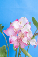 青背景のピンクのアルストロメリア
