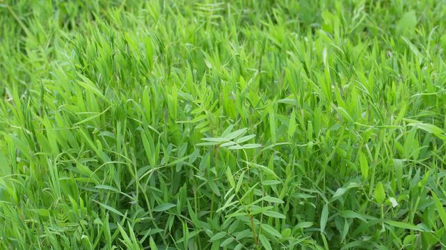 Grass Pea Lathyrus Sativus Field