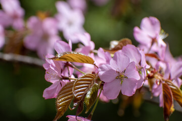 満開のサクラの花のクローズアップ
