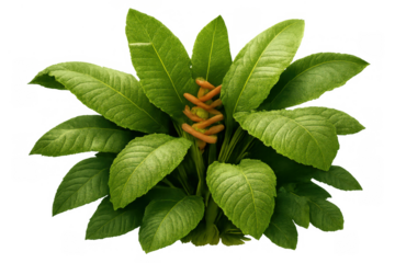 Tropical plant with vibrant green leaves and unique orange inflorescence growing, transparent background for easy use