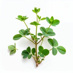 Delicate plant with round, green leaves on a white background showing freshness and growth